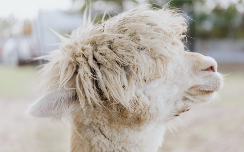 A look at why alpaca wool is so expensive and why it’s still worth it | Slow&nbsp;fashion